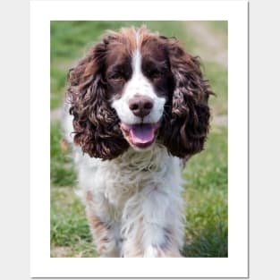 english springer spaniel walking Posters and Art